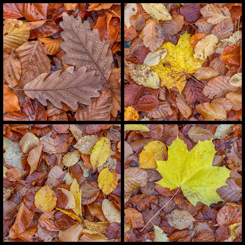 Nasses Herbstlaub