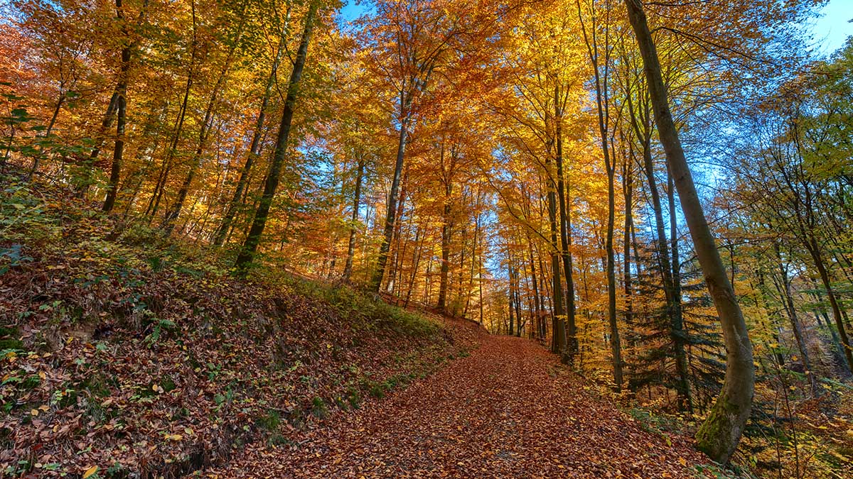 Herbst Teil 2 Heidelberg Wald Schloss Kraichgaufoto Fotografie Uwe Grun