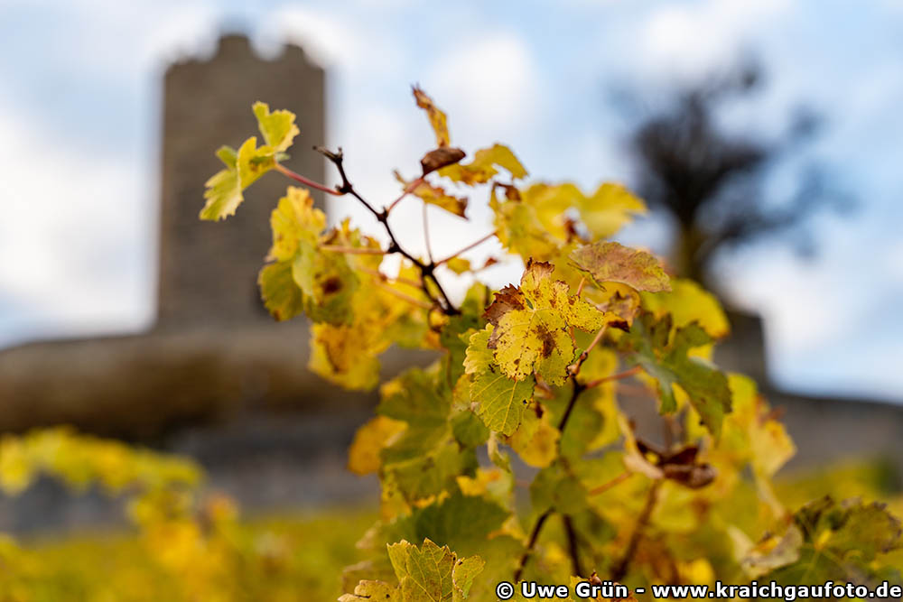 Herbstliches Weinlaub