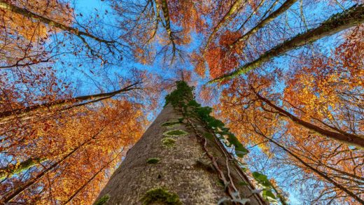 Herbstwald bei Neckarbischofsheim