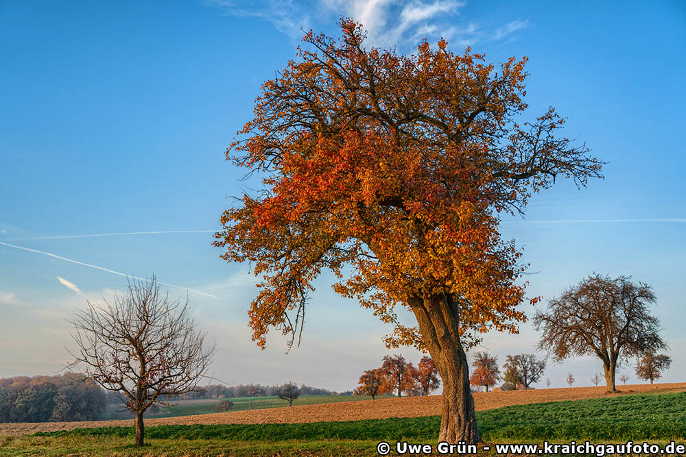 Alte Obstbäume auf einem Feld bei Hasselbach