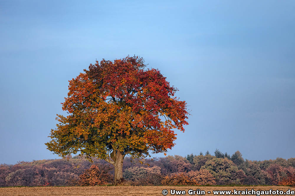 Alter Baum auf dem Feld