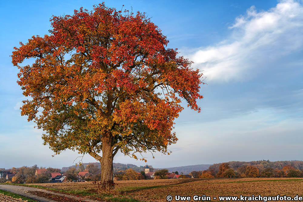 Alter Baum auf dem Feld
