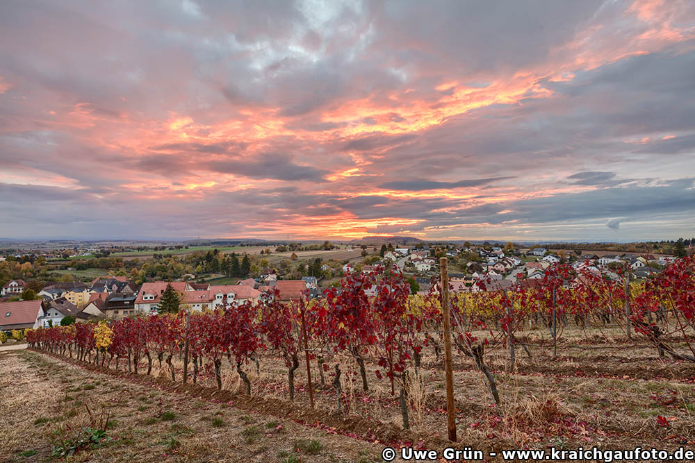 Roter Himmel über blutrotem Weinlaub