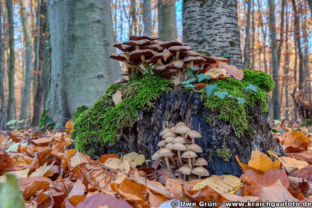 Pilze im Wald beim Salinenpark Bad Rappenau