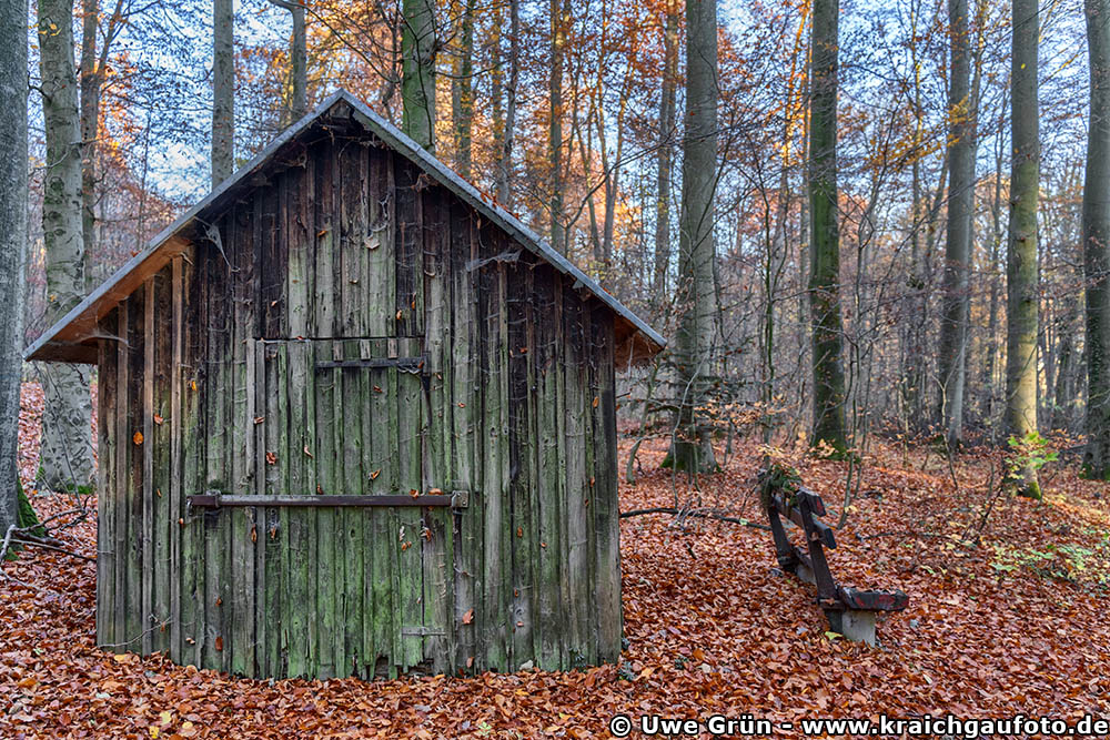 Herbstimpressionen aus dem Wald beim Salinenpark Bad Rappenau