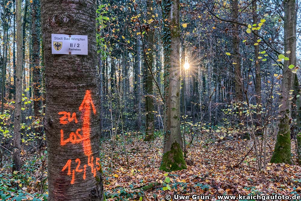 Herbstimpressionen aus dem Wald beim Salinenpark Bad Rappenau