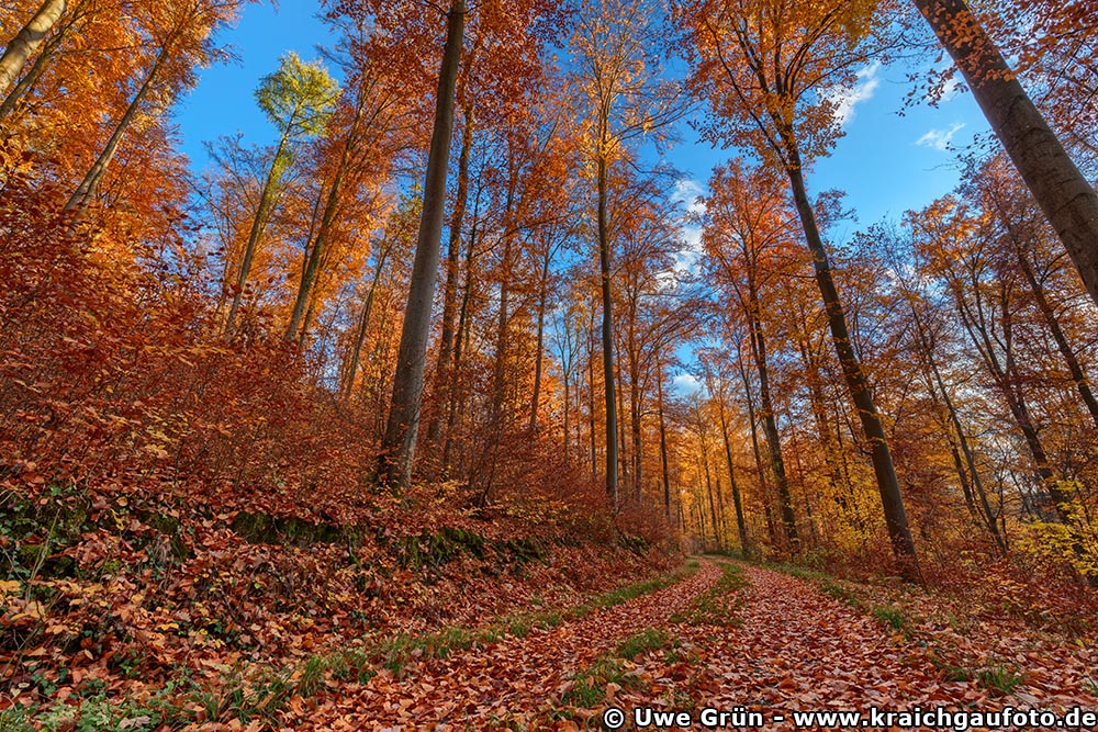 Herbstwald bei Neckarbischofsheim