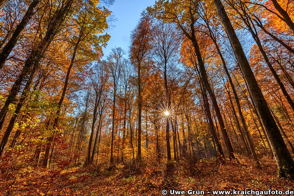 Herbstimpressionen aus dem Wald beim Salinenpark Bad Rappenau