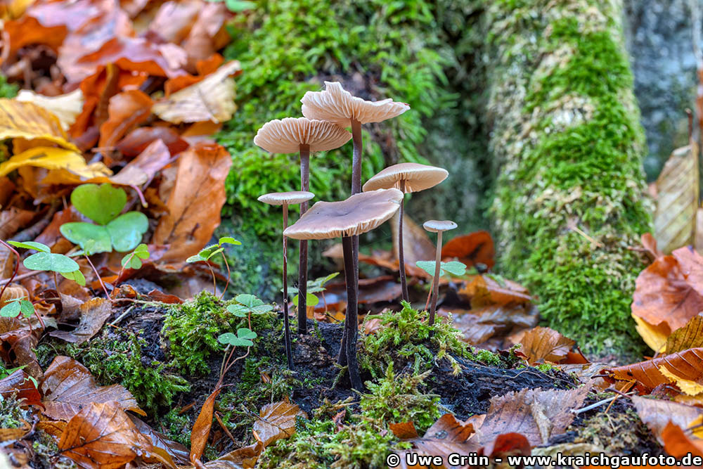 Pilze im Wald bei Neckarbischofsheim