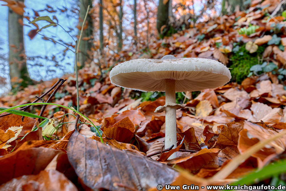 Pilze im Wald bei Neckarbischofsheim