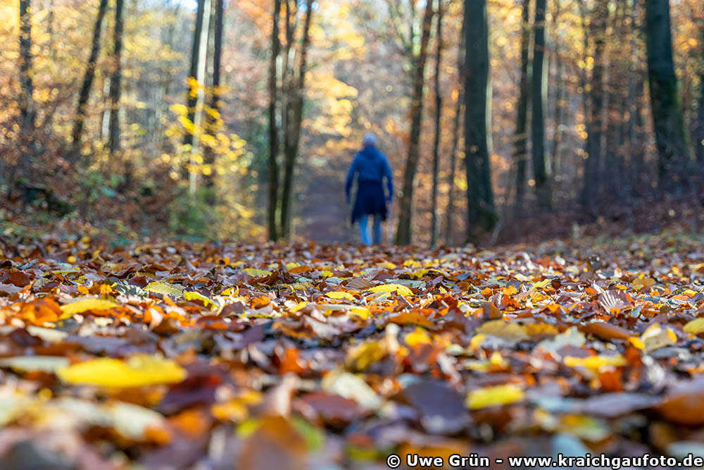 Auf in den Wald