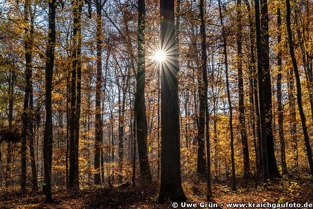 Herbstimpressionen aus dem Wald beim Salinenpark Bad Rappenau