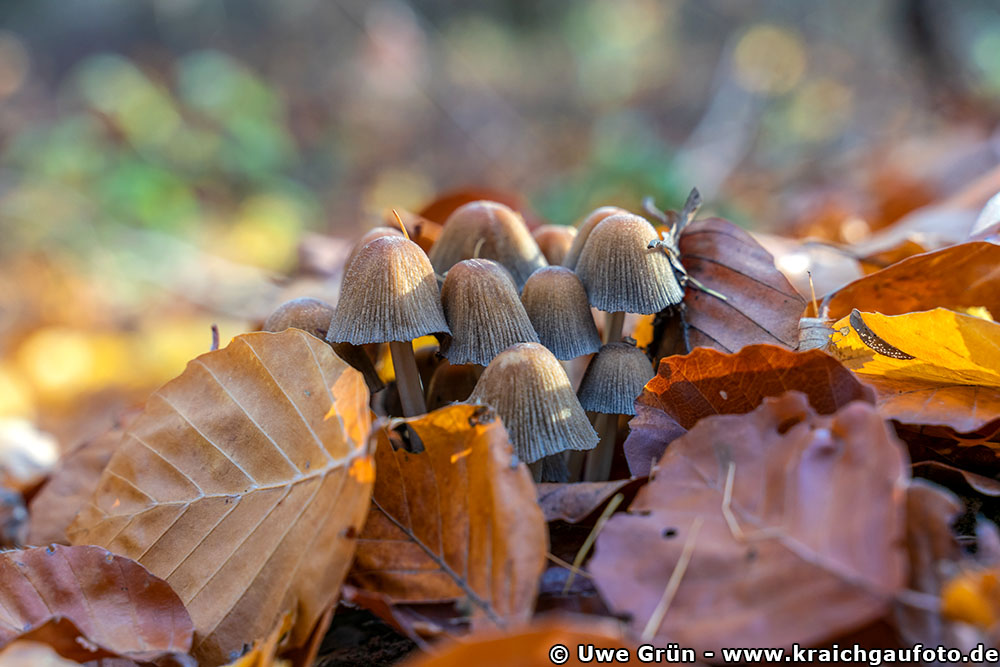 Pilze im Wald beim Salinenpark Bad Rappenau