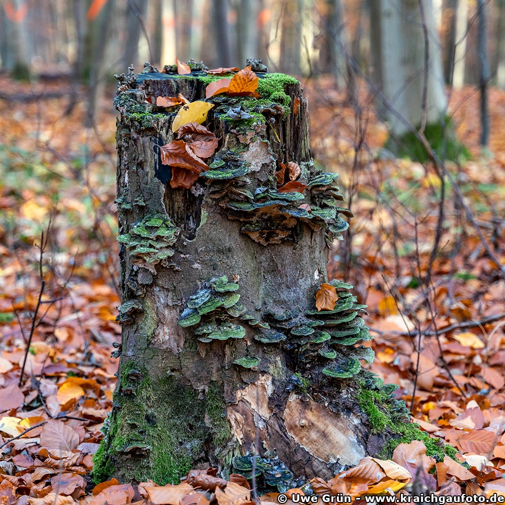 Pilze im Wald beim Salinenpark Bad Rappenau