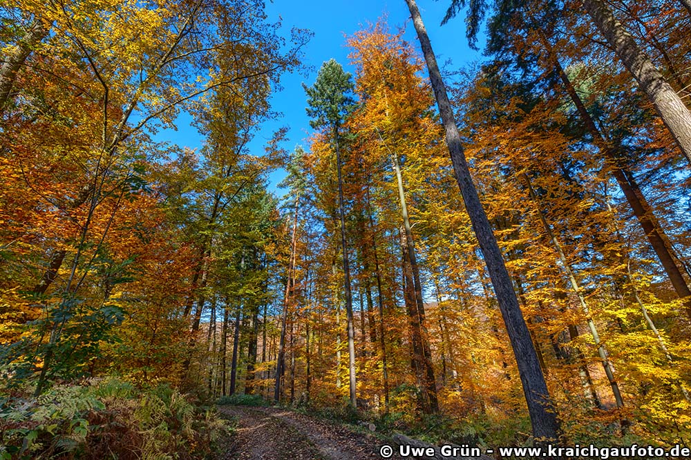 Herbstwald bei Waldhilsbach