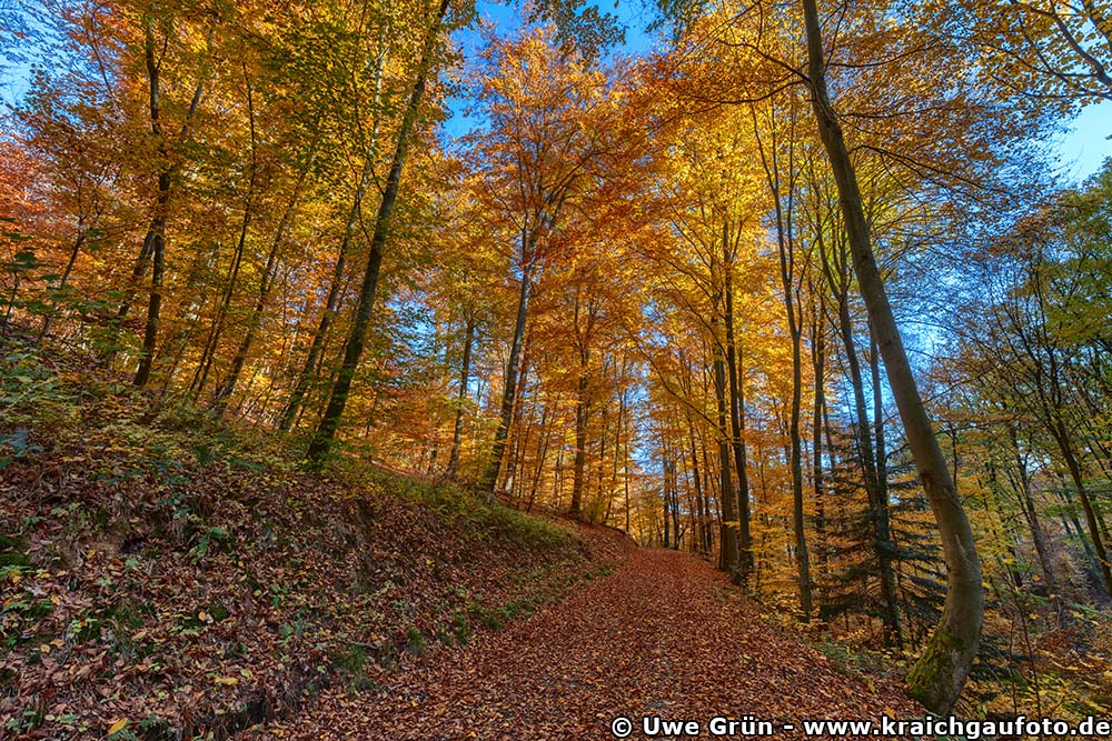 Herbstwald