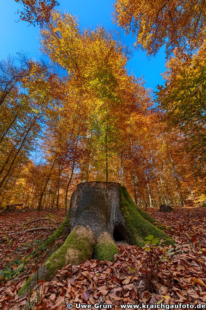 Bemooster Baumstumpf im Herbstwald